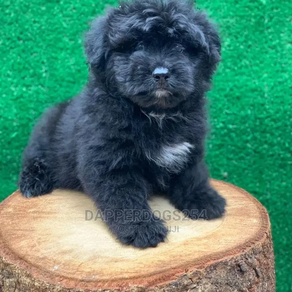 1-3 Month Female Purebred Havanese