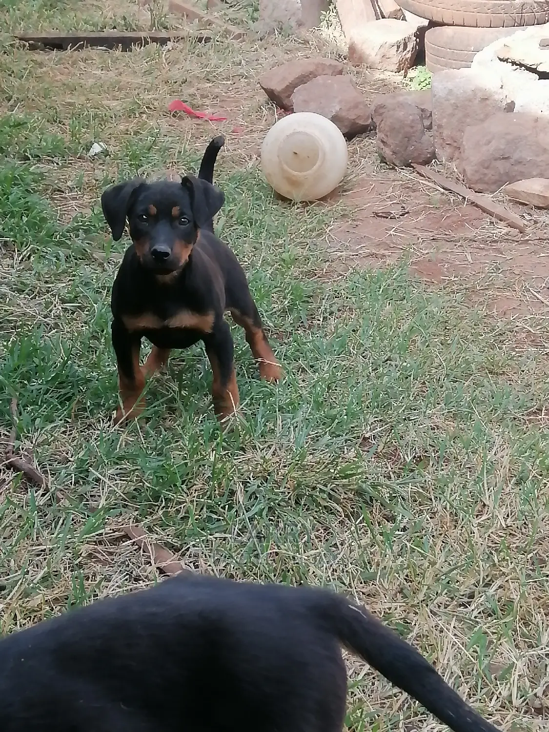 1-3 Month Female Purebred Rottweiler