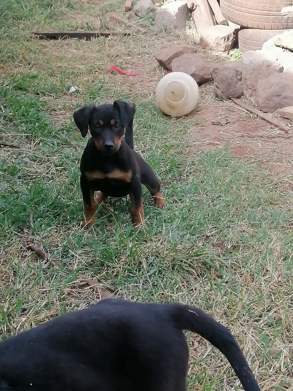 1-3 Month Female Purebred Rottweiler