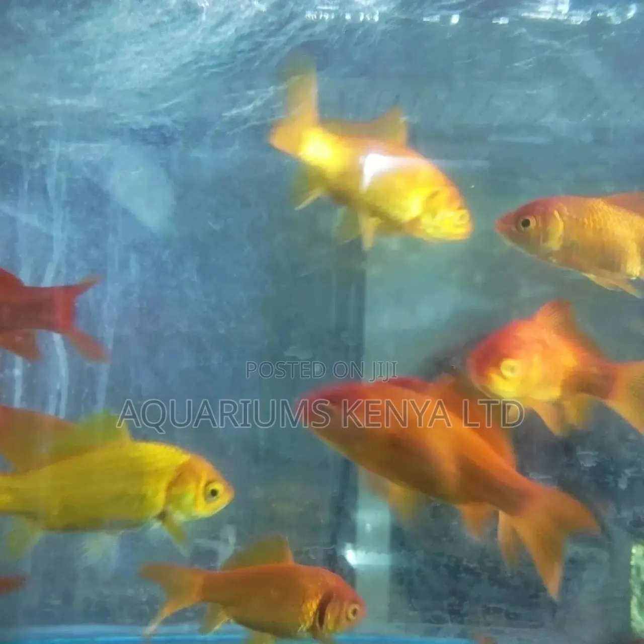 Fascinating Goldfish