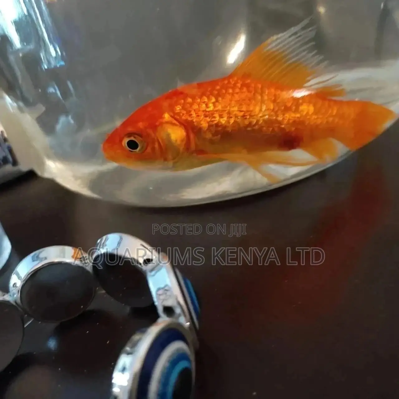 Fish Treatment and Care