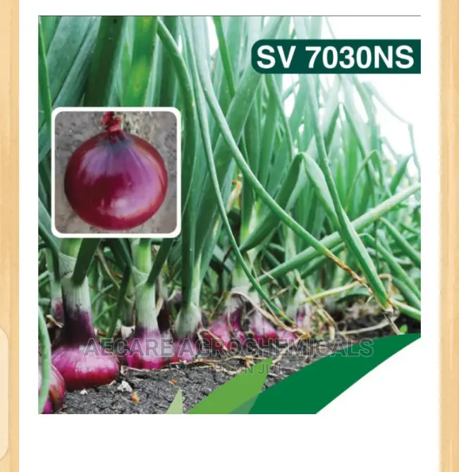 Hybrid Onion Sv 7030 Ns 250grams