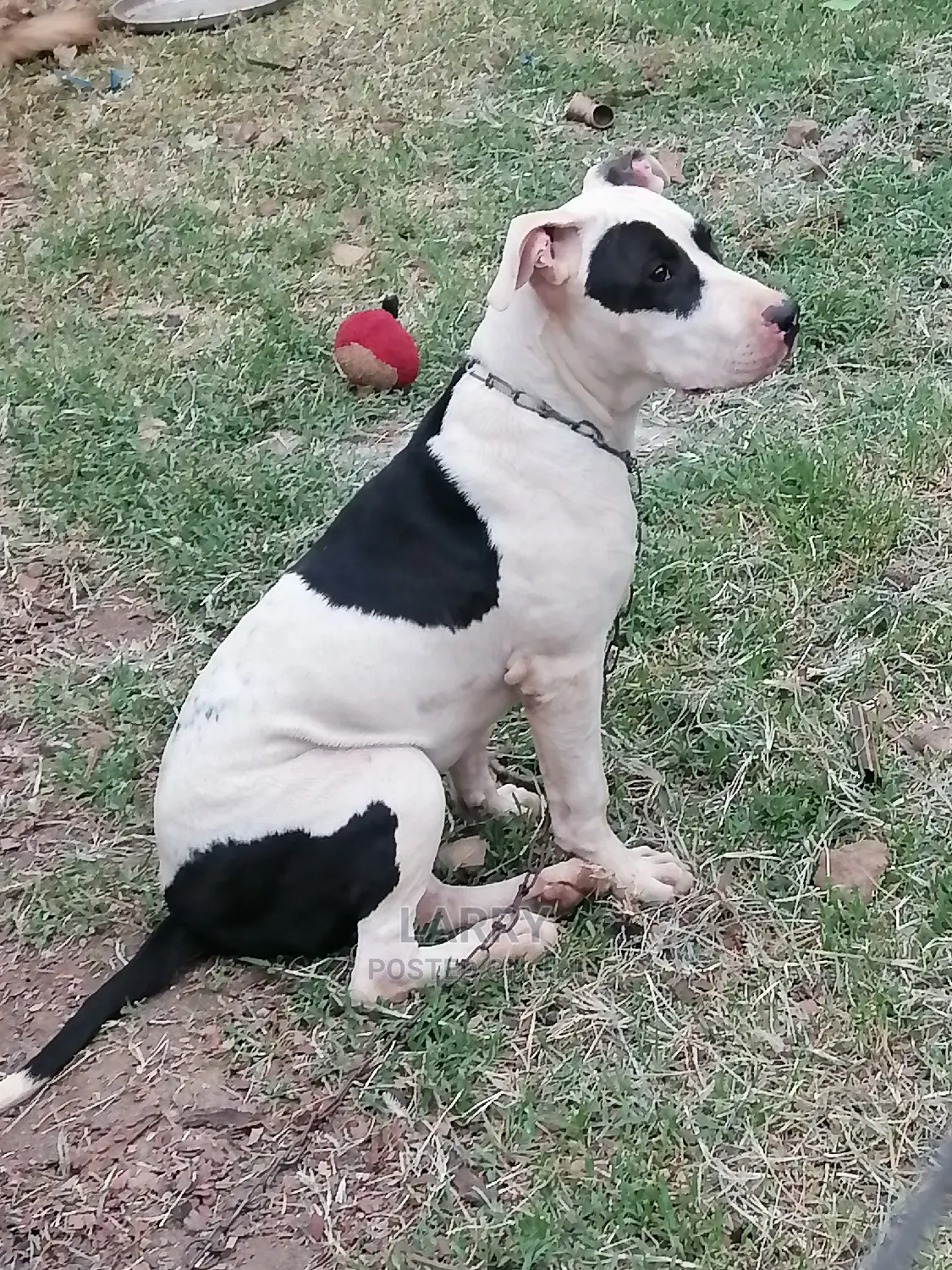 3-6 Month Male Purebred American Pit Bull Terrier