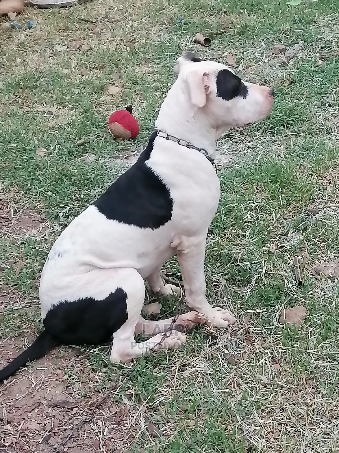 3-6 Month Male Purebred American Pit Bull Terrier