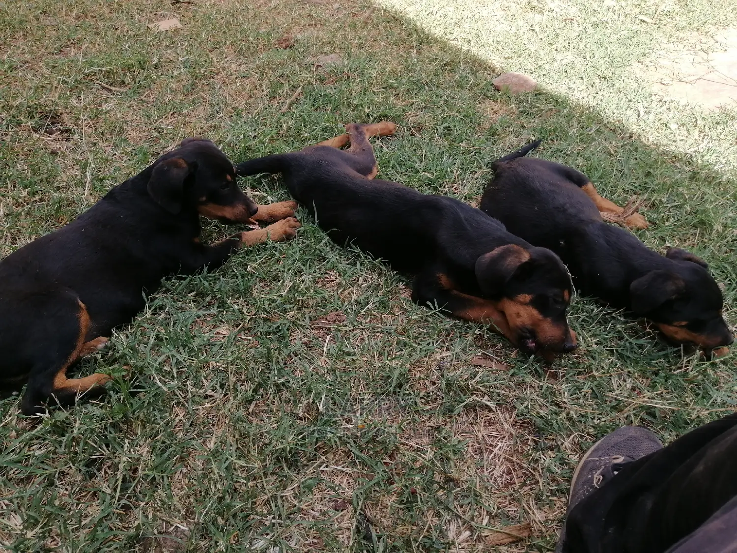 1-3 Month Female Purebred Doberman Pinscher