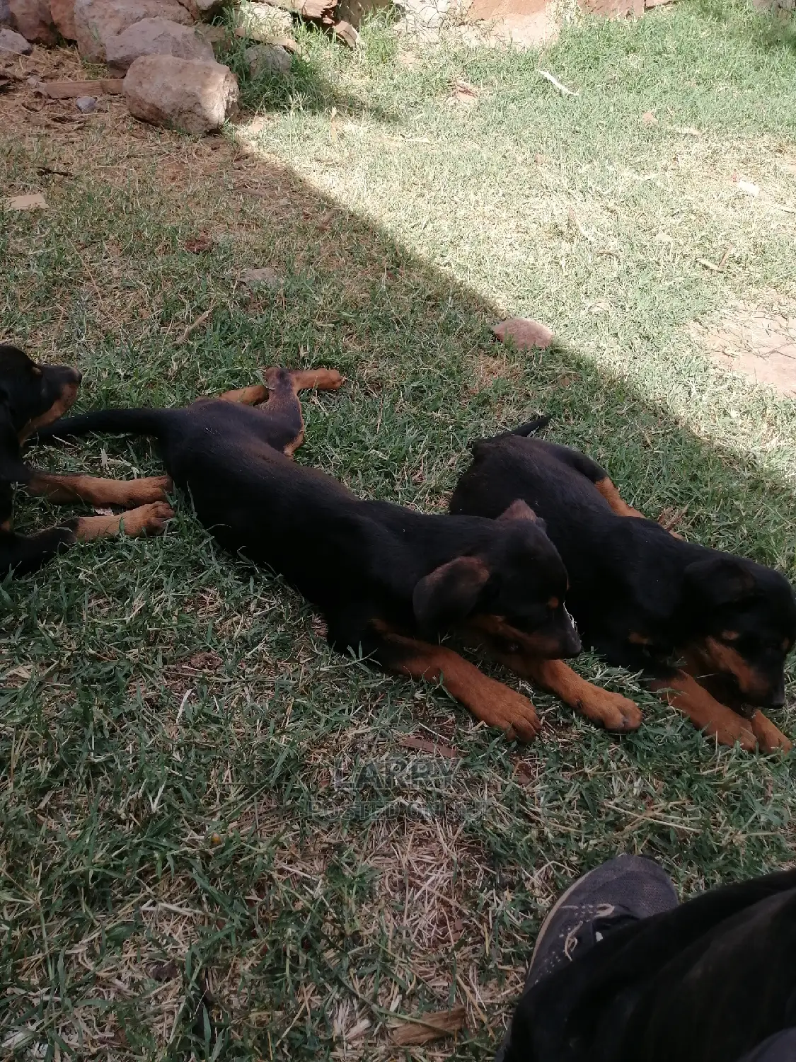 1-3 Month Female Purebred Doberman Pinscher