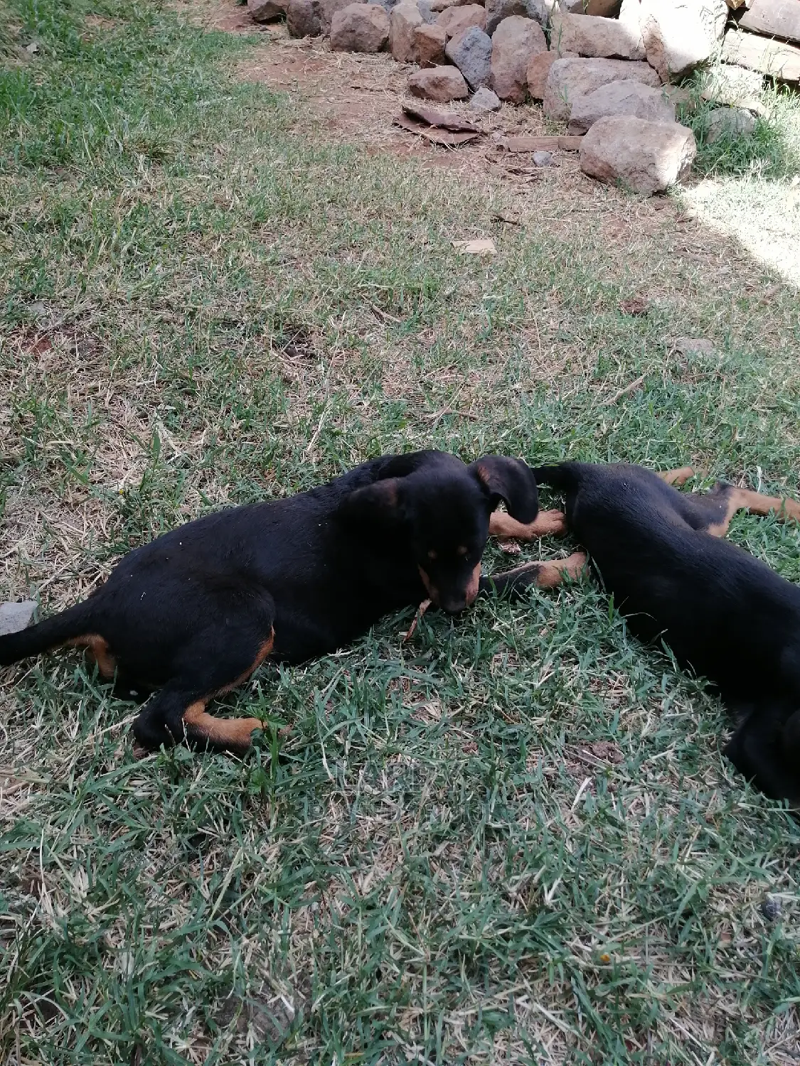 1-3 Month Female Purebred Doberman Pinscher