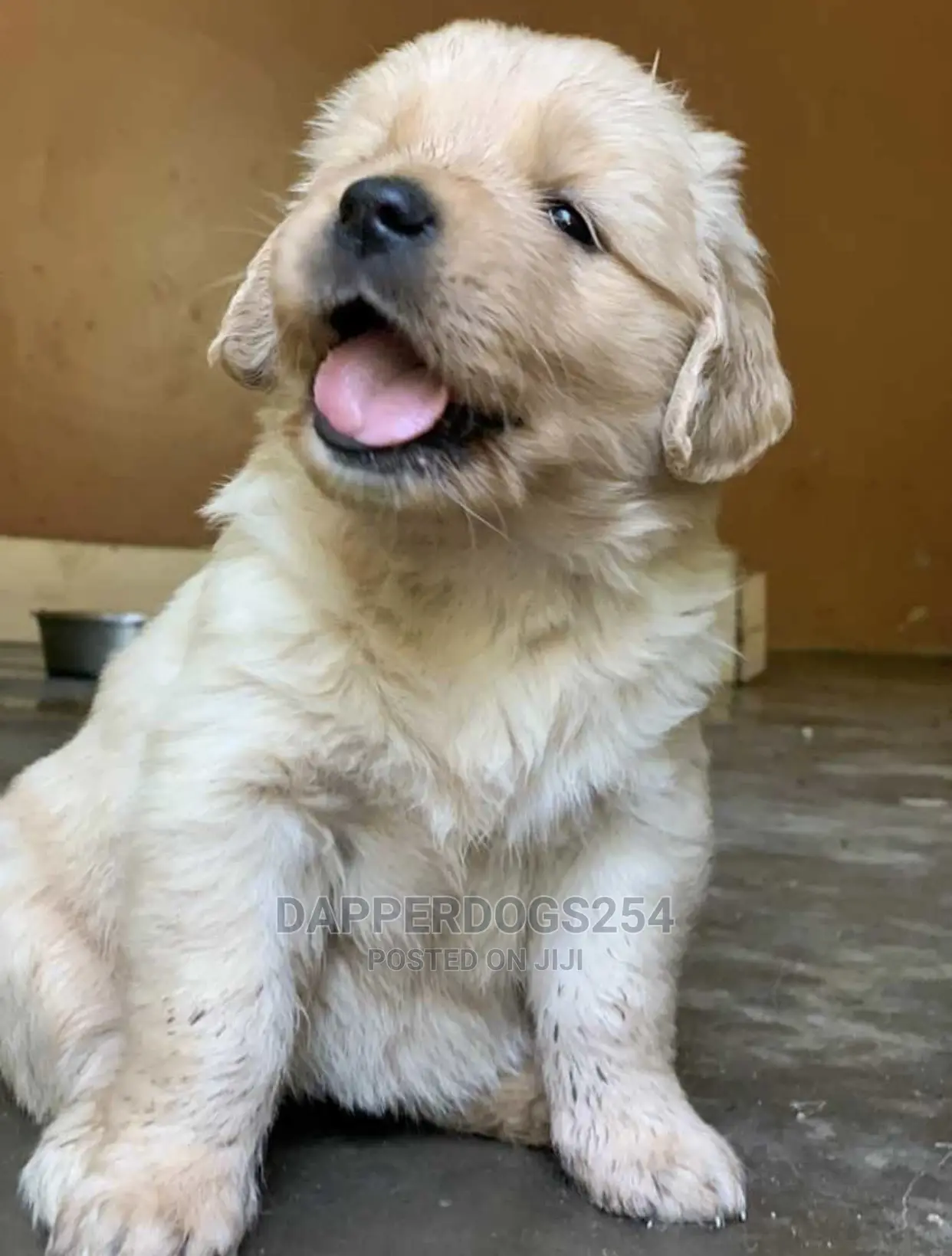 1-3 Month Male Purebred Golden Retriever