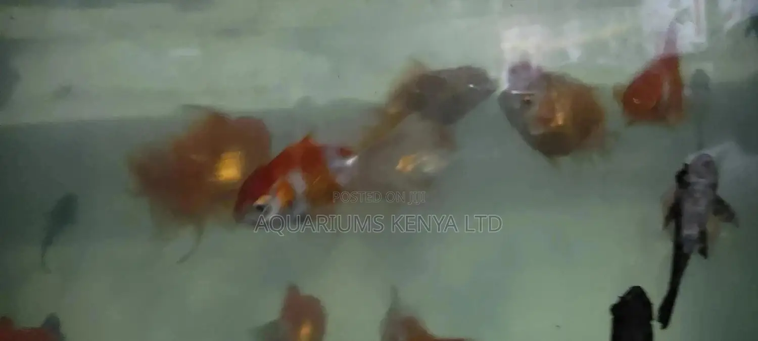 Oranda Multi Colour Goldfish, Aquarium