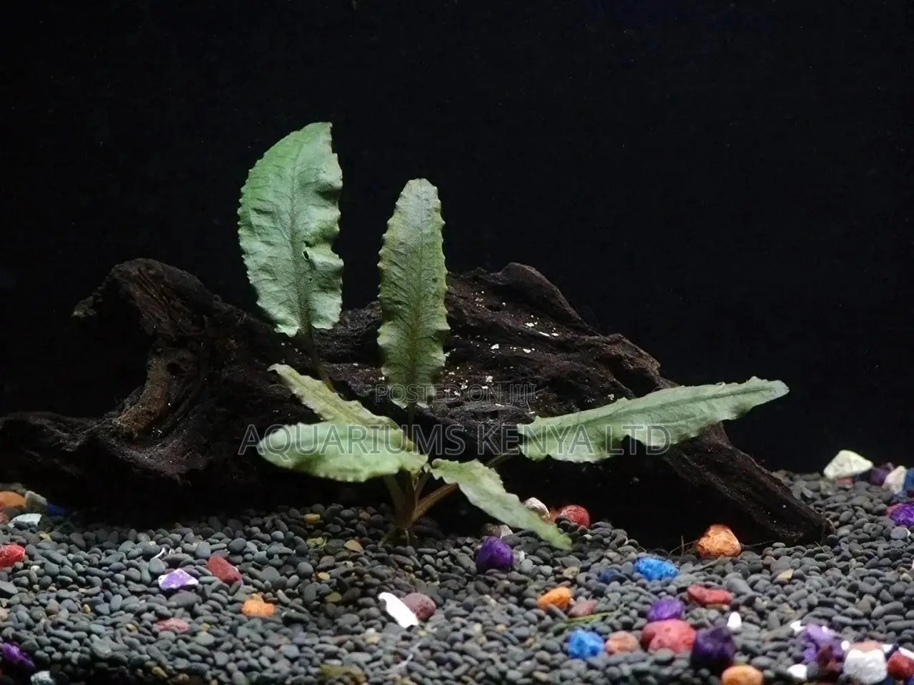 Anubius Live Aquarium Plants, Organic Tanks