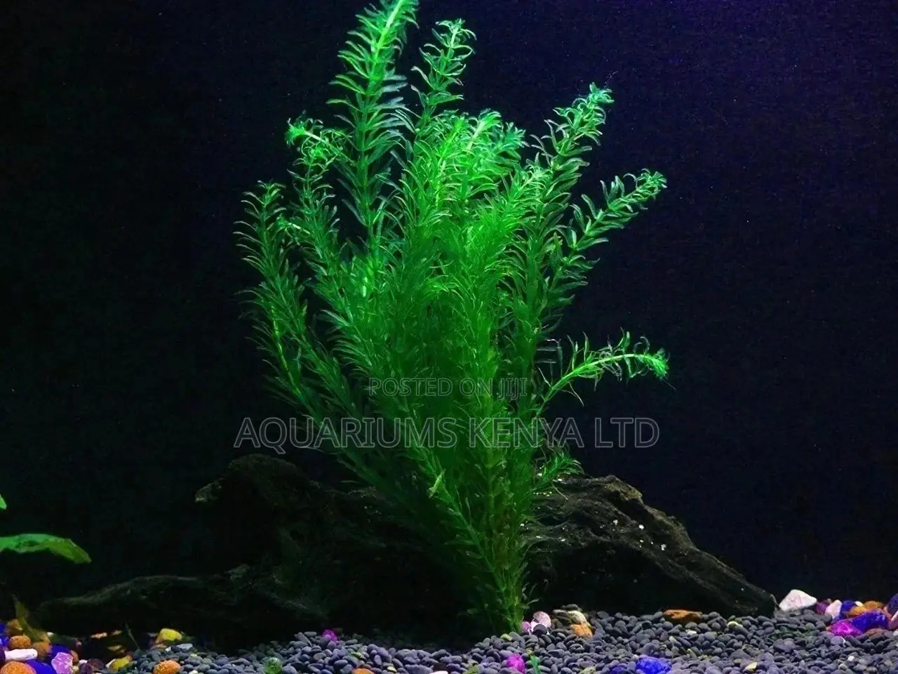 Elodea Aquarium Live Plants