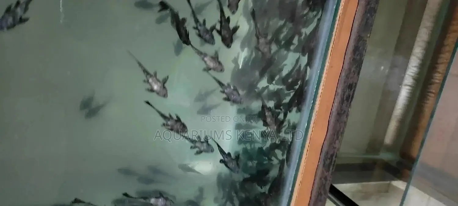 Aquarium Fish Cleaners , Algae Eaters Pleco