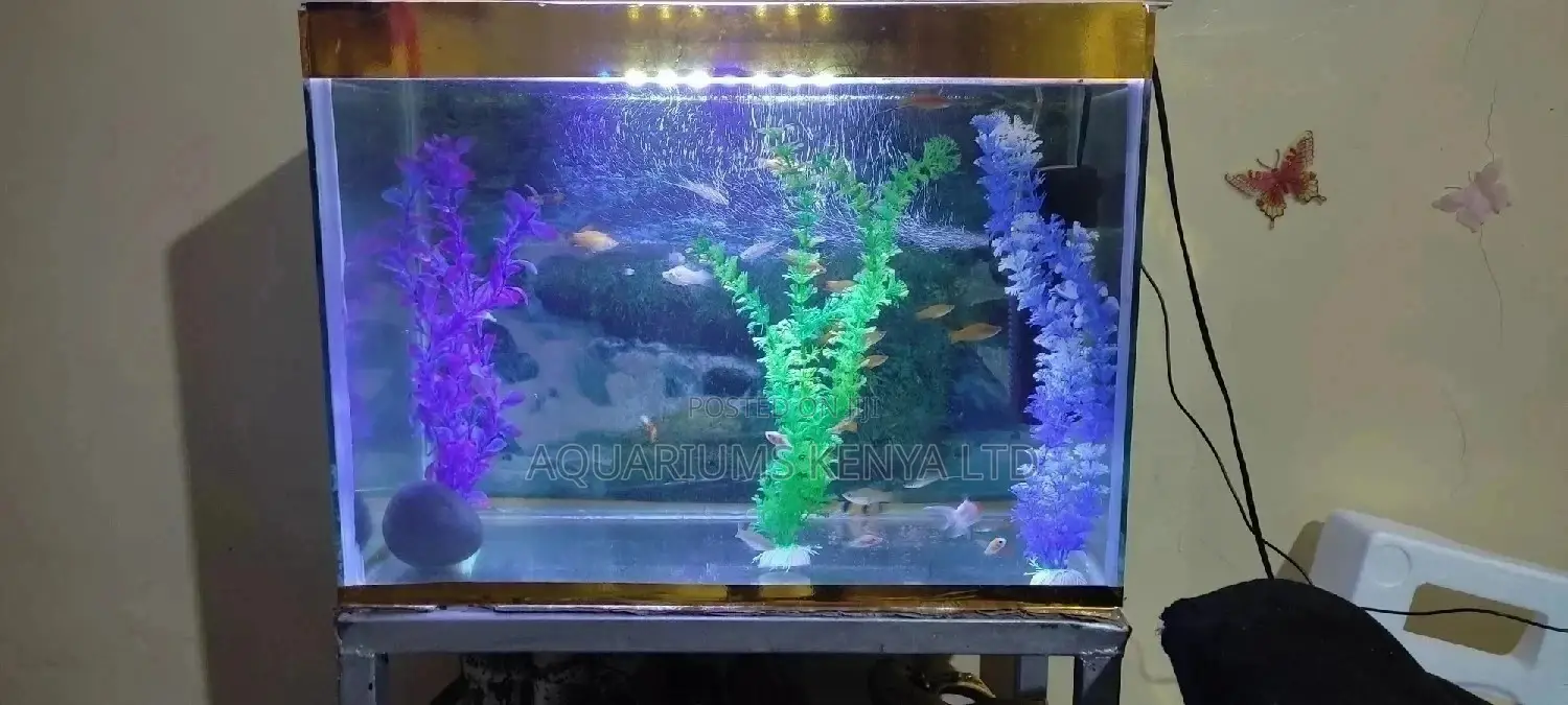 Magnificent Graveless 80L Aquarium
