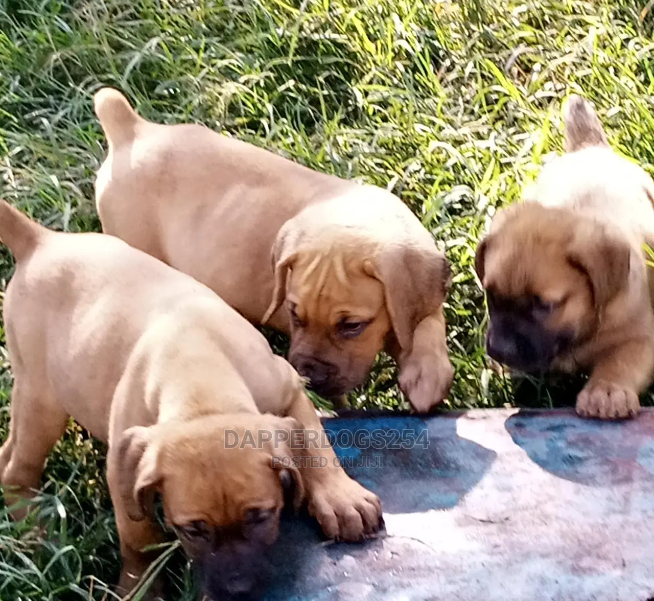 1-3 Month Male Purebred Boerboel