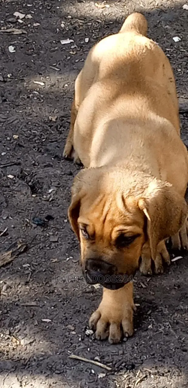 1-3 Month Male Purebred Boerboel