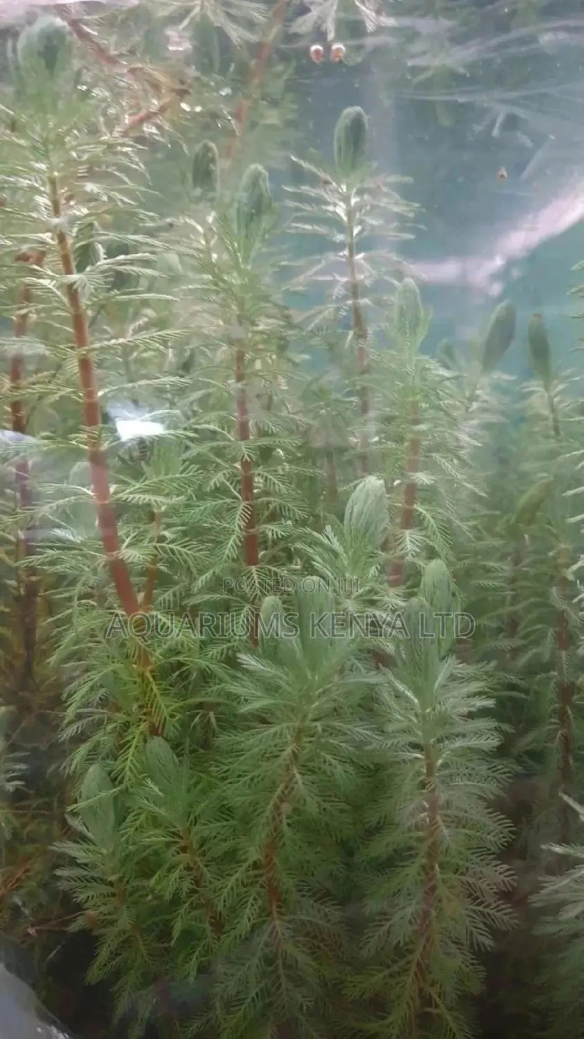Water Milfoil, Aquarium Live Plants