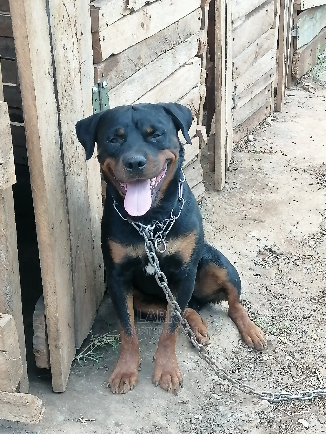 1+ Year Male Purebred Rottweiler