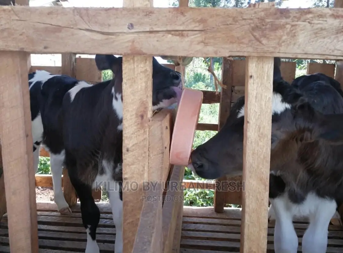 Licking Blocks for Livestocks 5kg Various