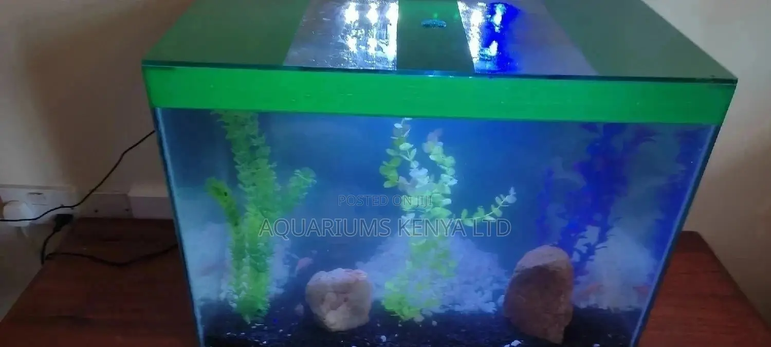 Jungle Green, Aquarium and Aquarium Decor, Pet Fish