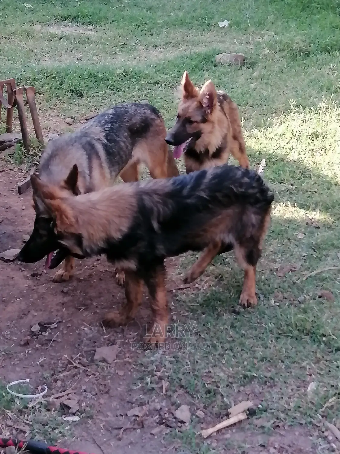 3-6 Month Female Purebred German Shepherd