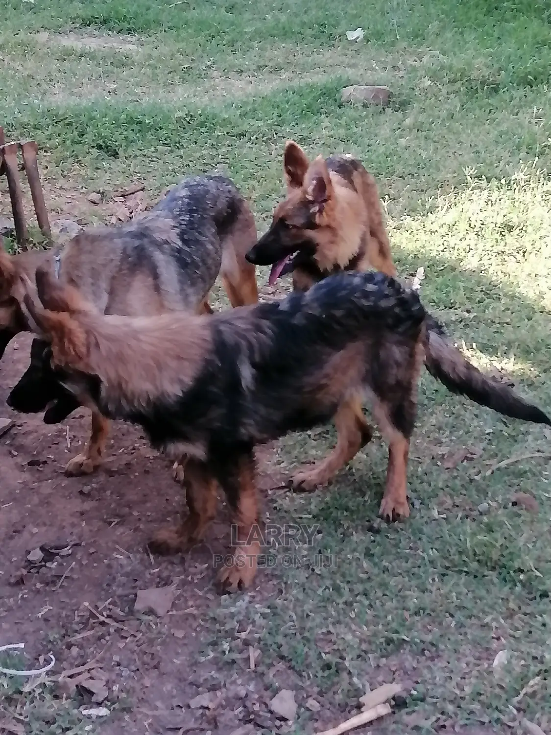 3-6 Month Female Purebred German Shepherd