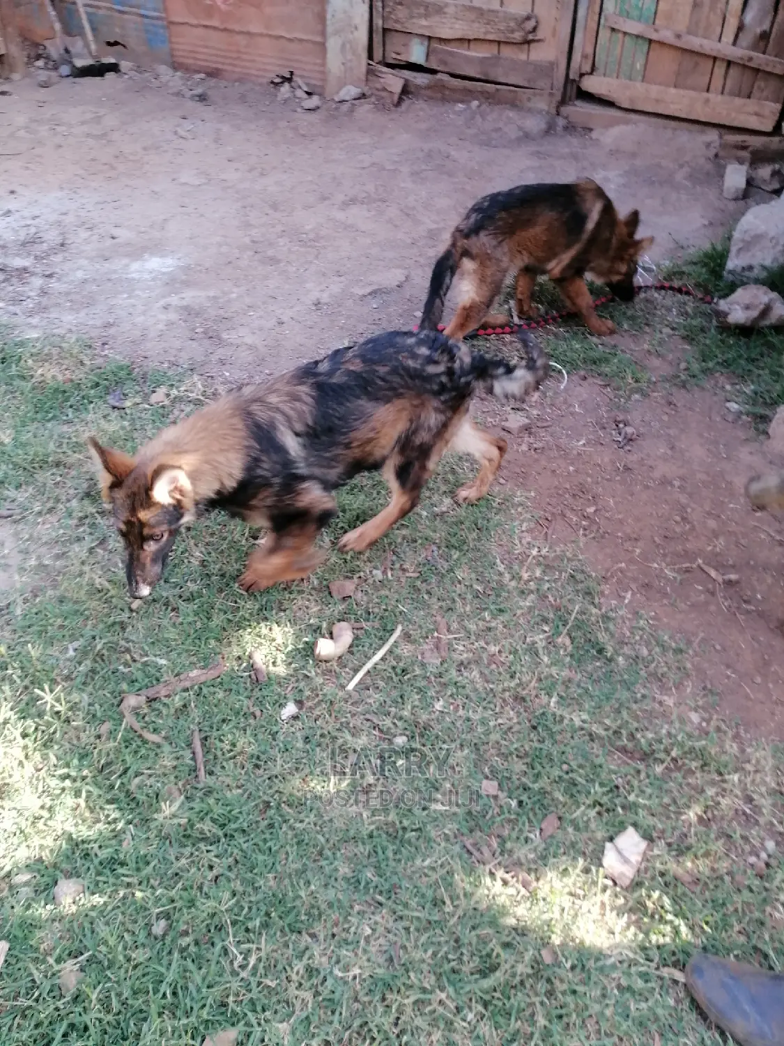 3-6 Month Female Purebred German Shepherd