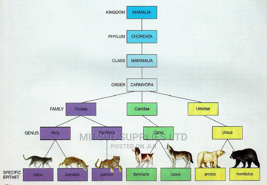 Chart of Animal Kingdom