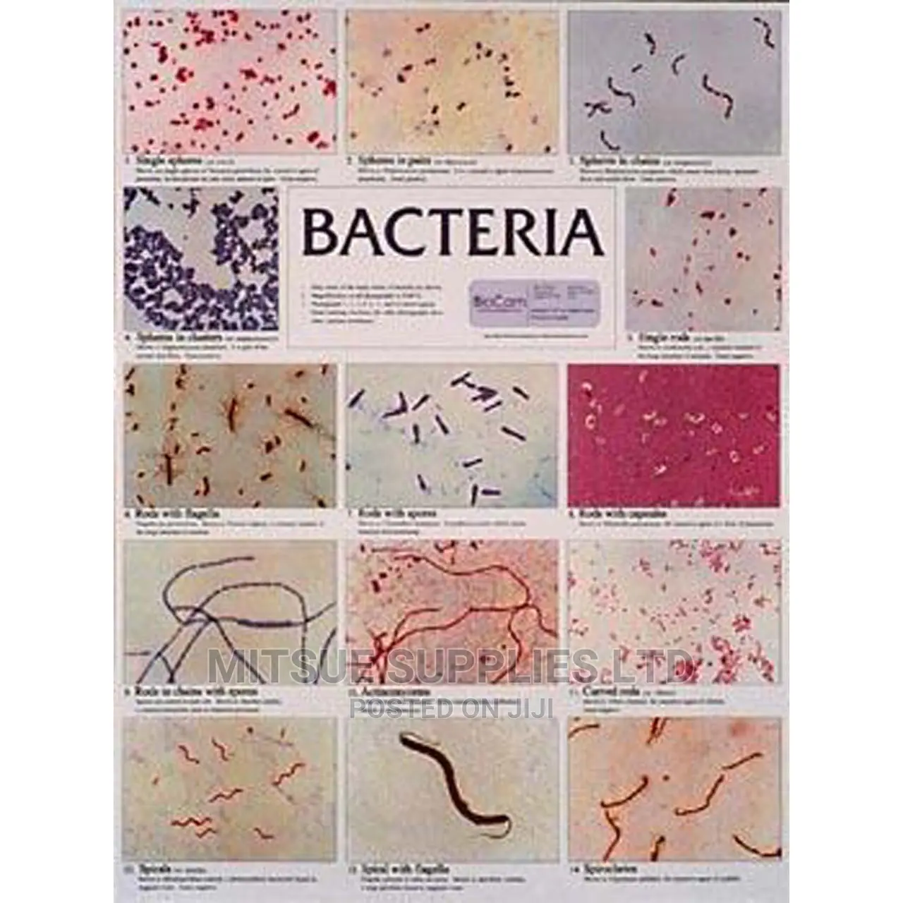 Bacteria Chart- Class Size