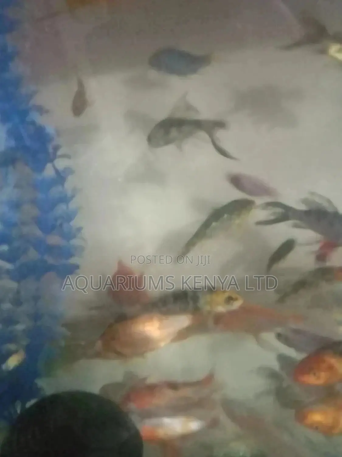 Assorted Aquarium Fish for Aesthetic Beauty