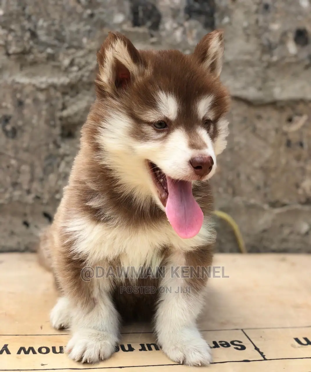 1-3 month Female Purebred Siberian Husky