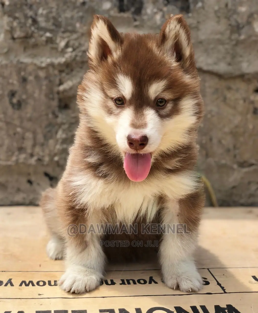1-3 month Female Purebred Siberian Husky
