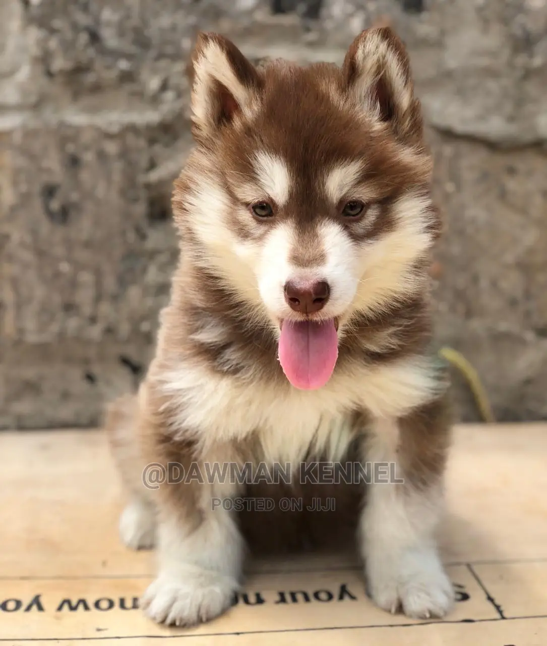1-3 month Female Purebred Siberian Husky