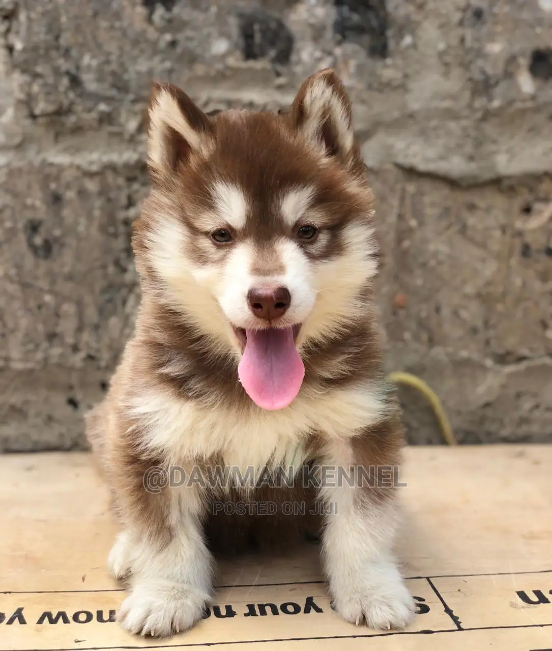 1-3 month Female Purebred Siberian Husky