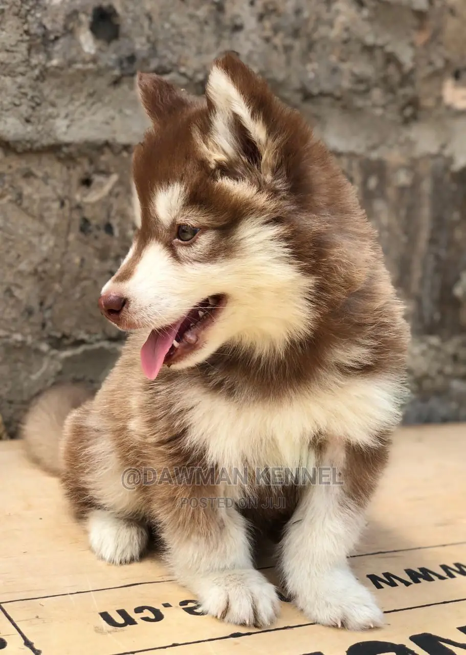 1-3 month Female Purebred Siberian Husky
