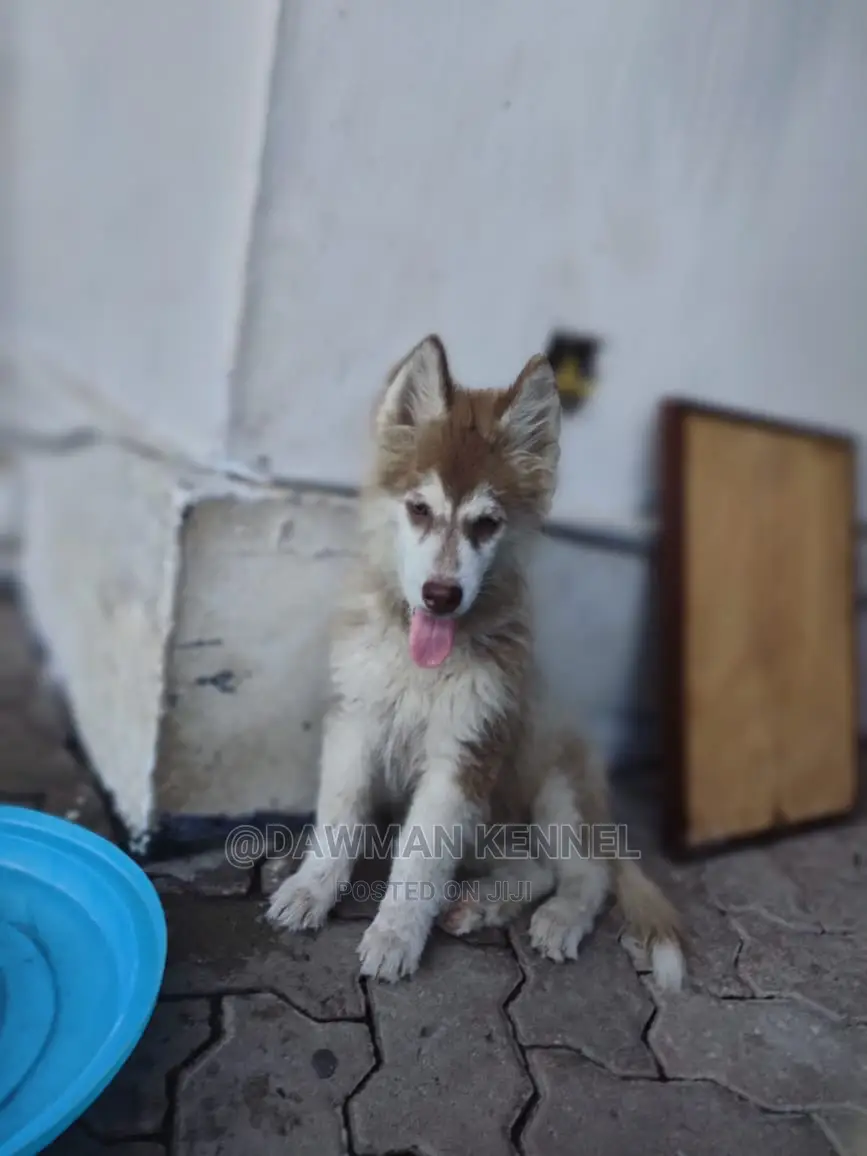 1-3 Month Male Purebred Siberian Husky