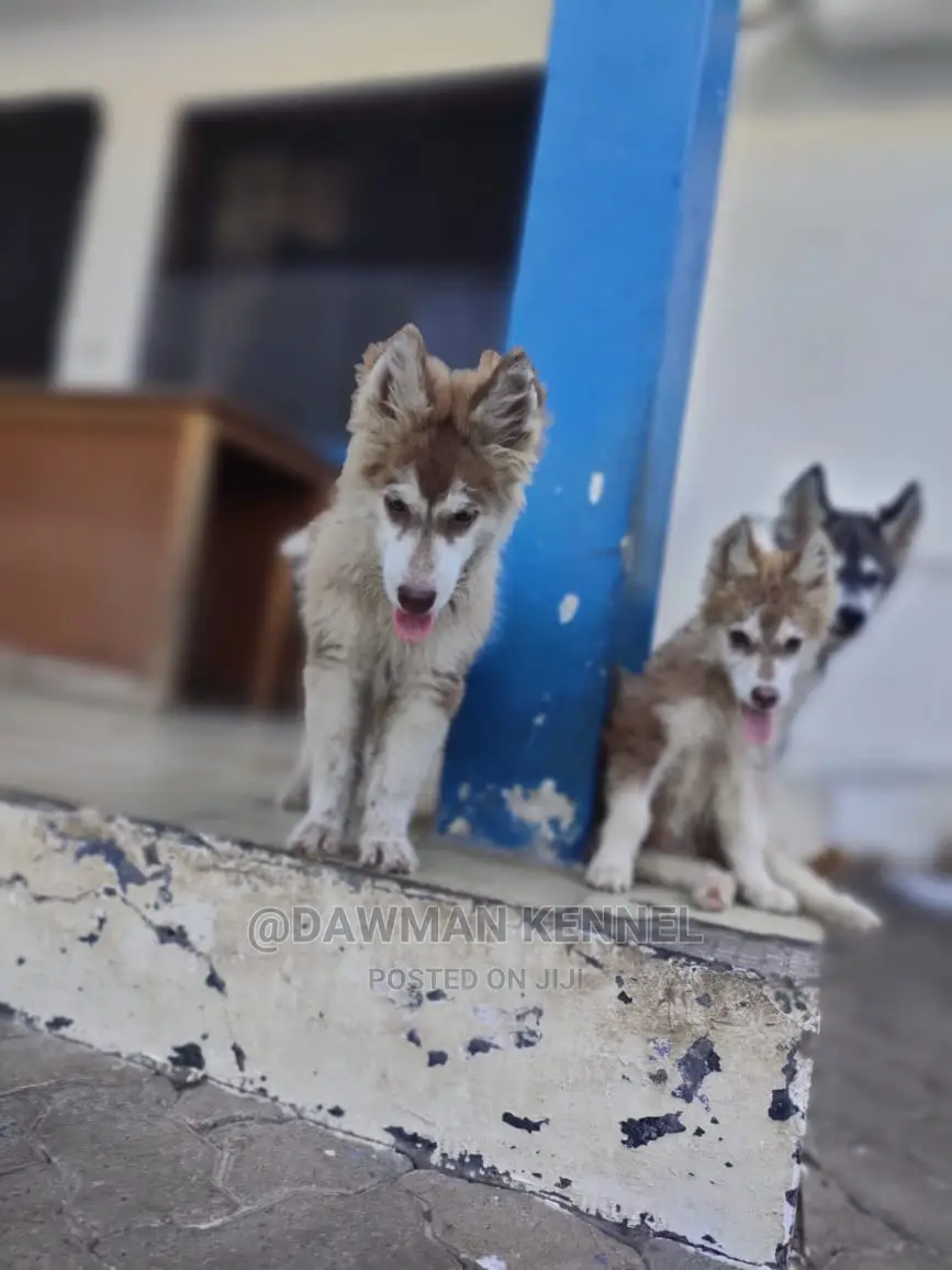 1-3 Month Male Purebred Siberian Husky