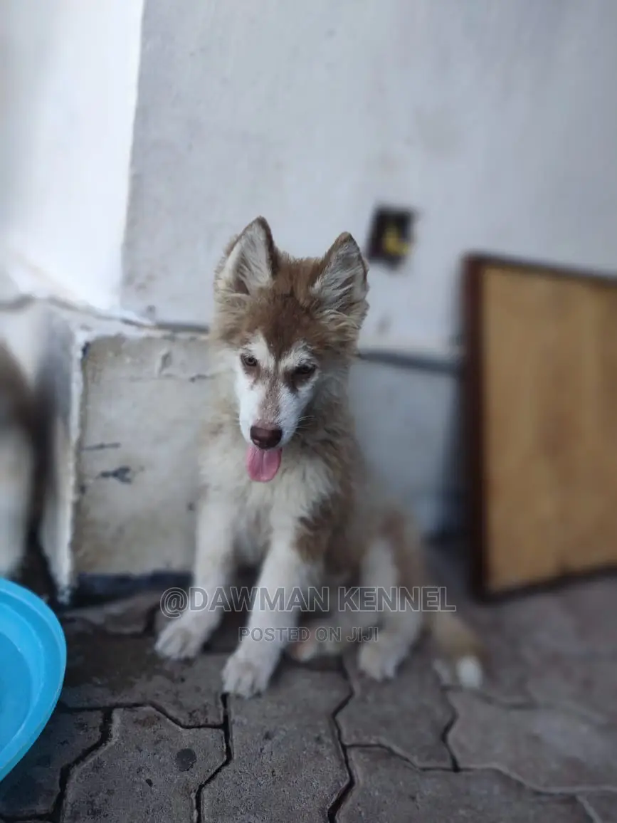1-3 Month Male Purebred Siberian Husky