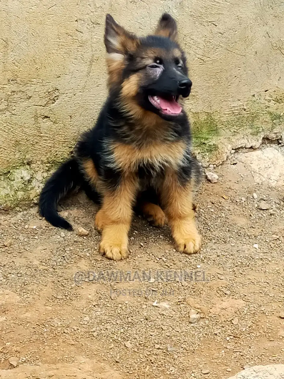 1-3 Month Male Purebred German Shepherd