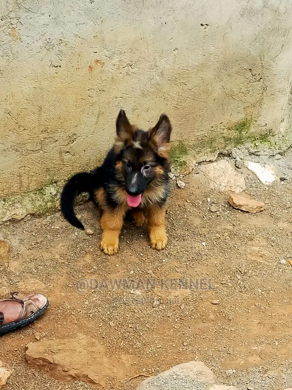 1-3 Month Male Purebred German Shepherd