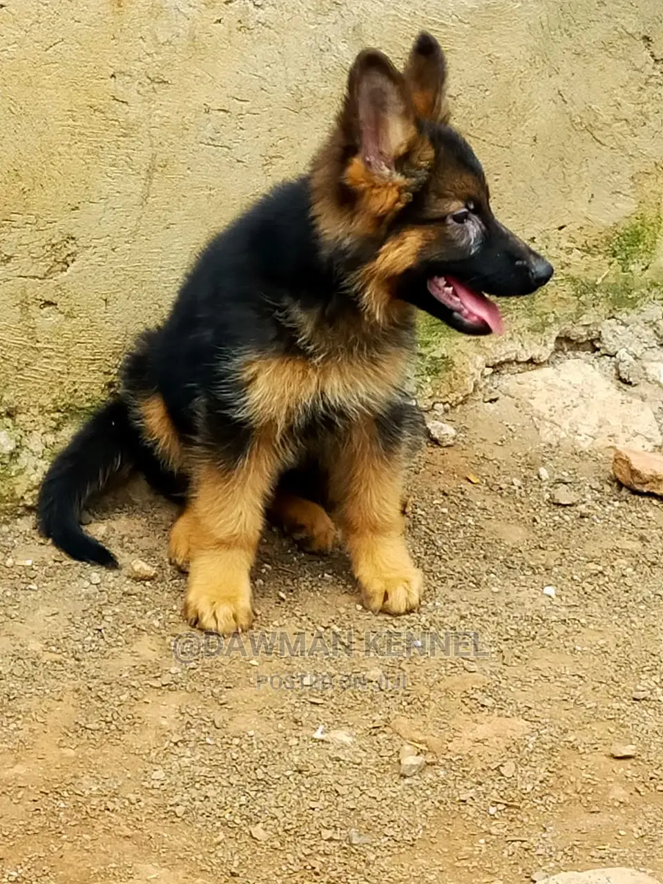 1-3 Month Male Purebred German Shepherd