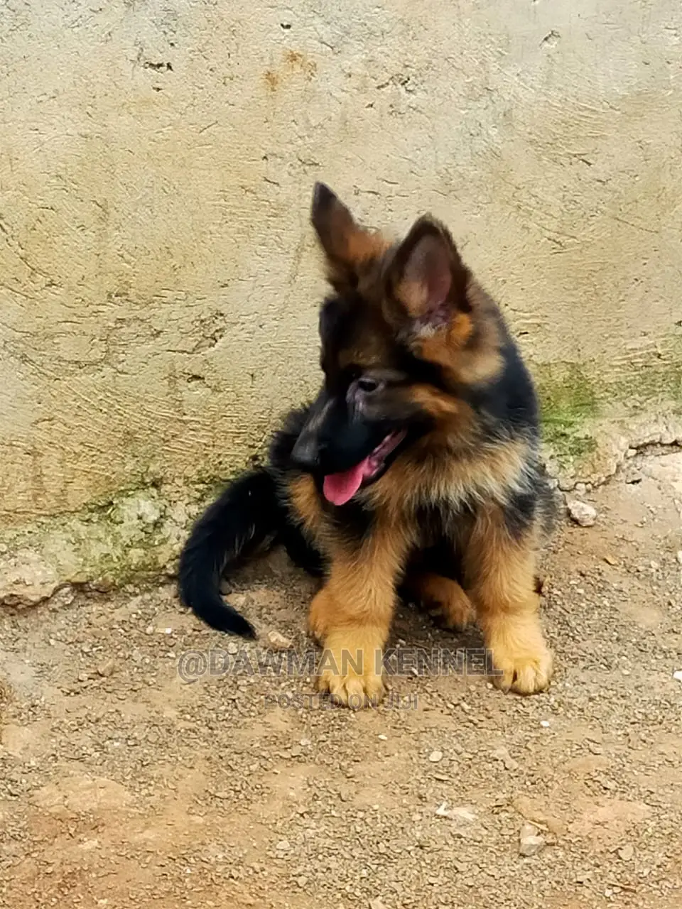 1-3 Month Male Purebred German Shepherd