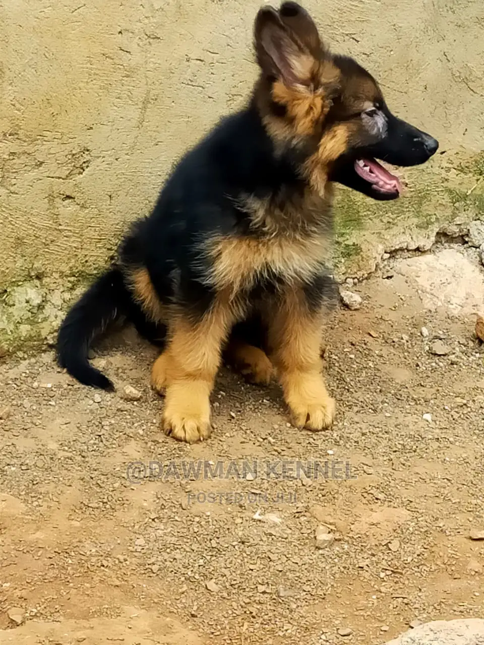 1-3 Month Male Purebred German Shepherd