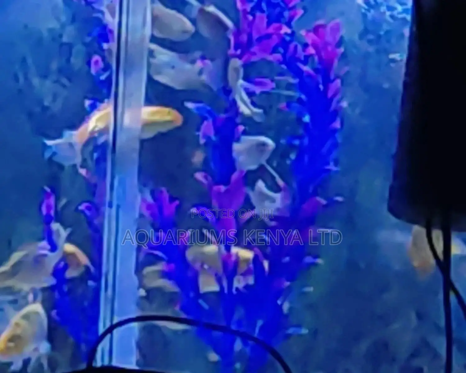Aquarium Long,Heightful Colourful Plant