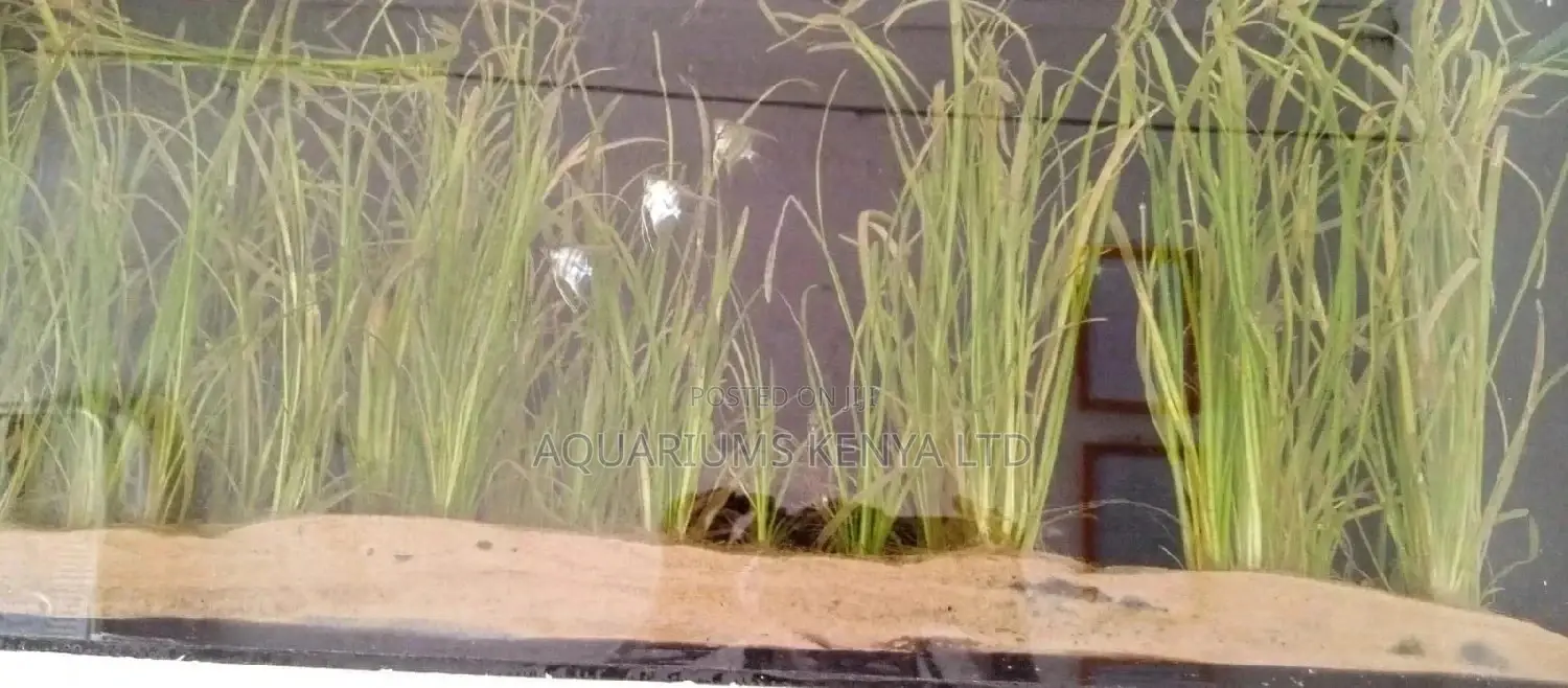 Live Villasneria, Jungle Val ,Water Plants