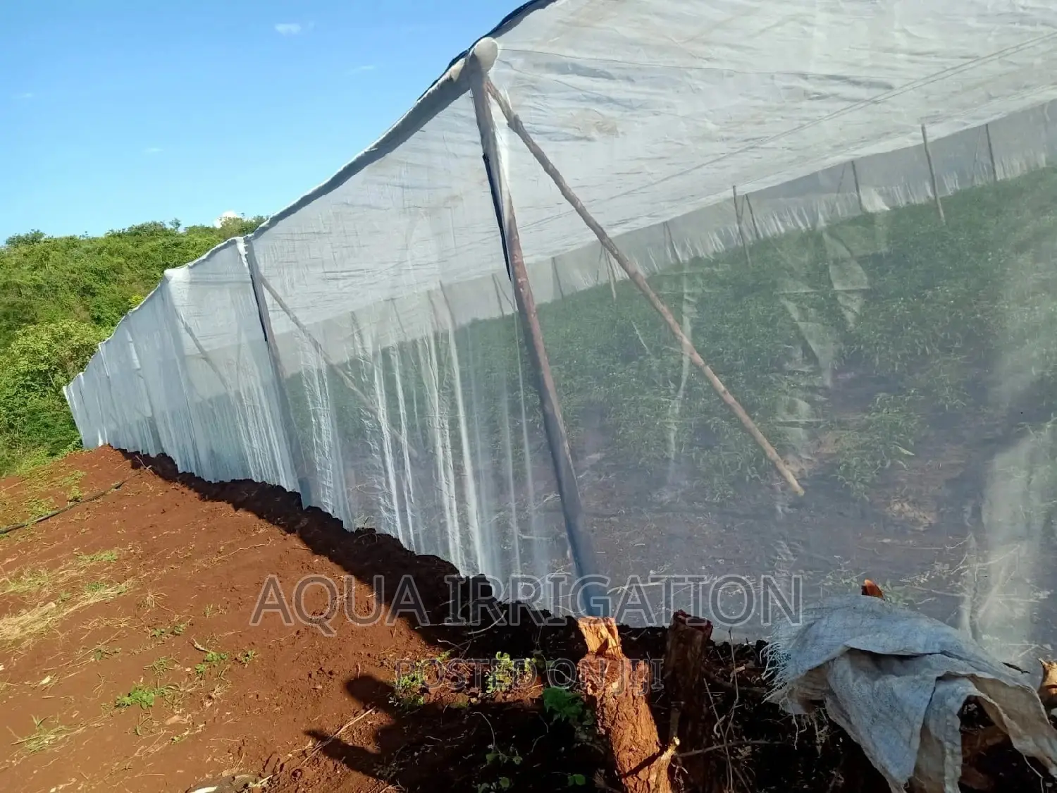 Insect Net Measurements 2.5×50/• 5.5×50