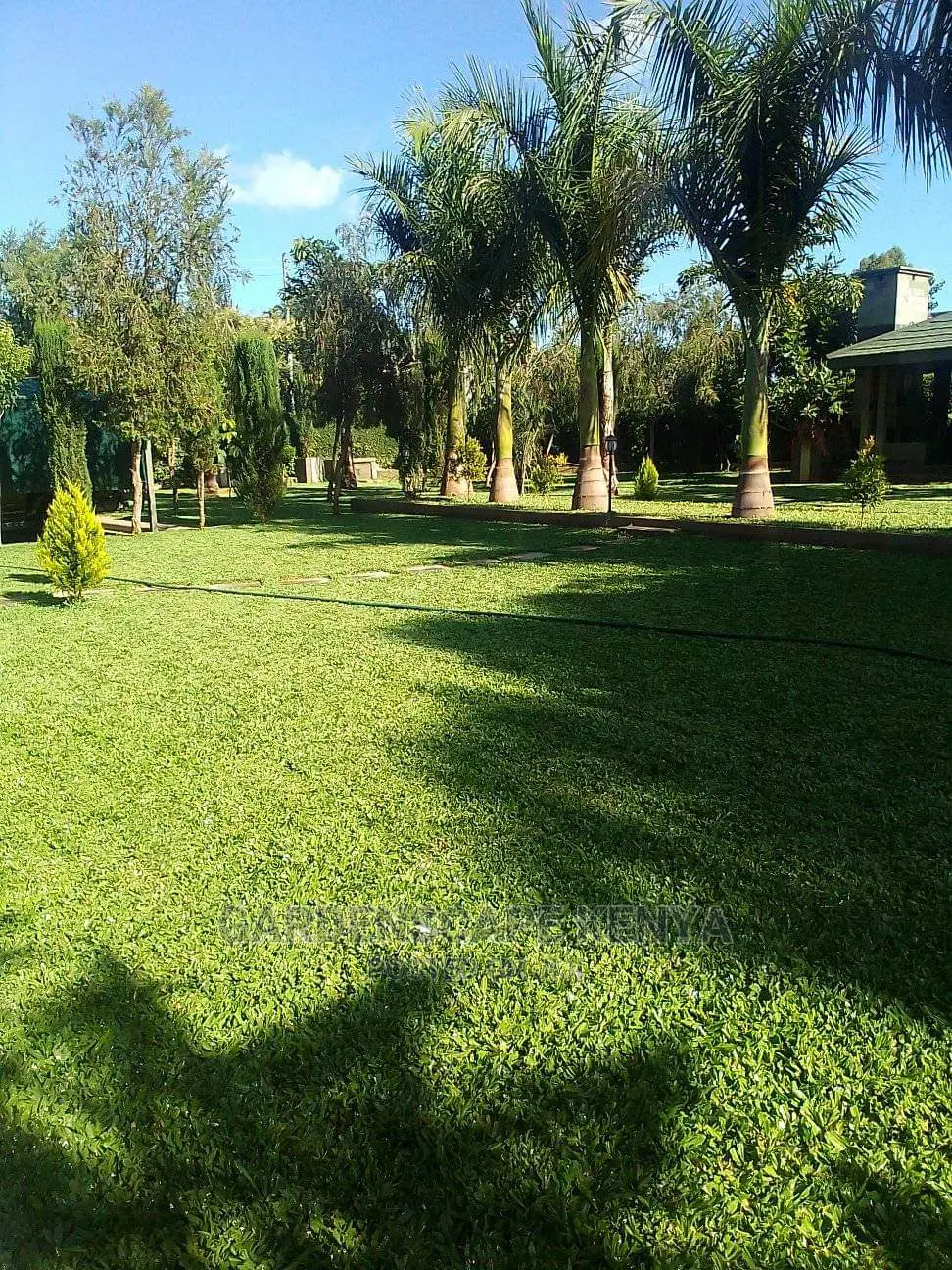 Pemba Grass/St. Augustin Grass/Buffalo Grass