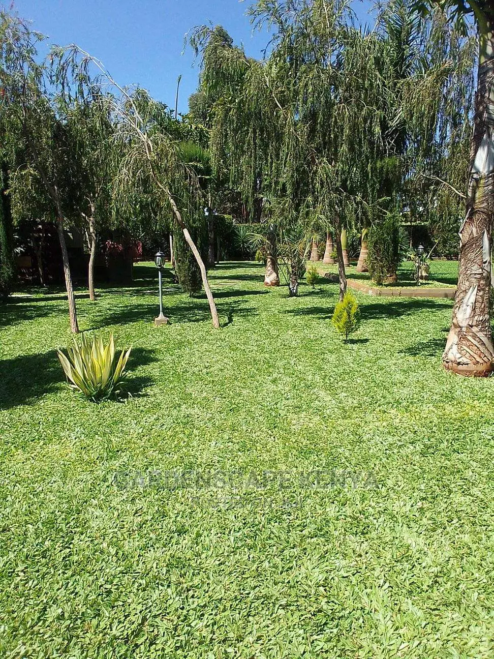 Pemba Grass/St. Augustin Grass/Buffalo Grass