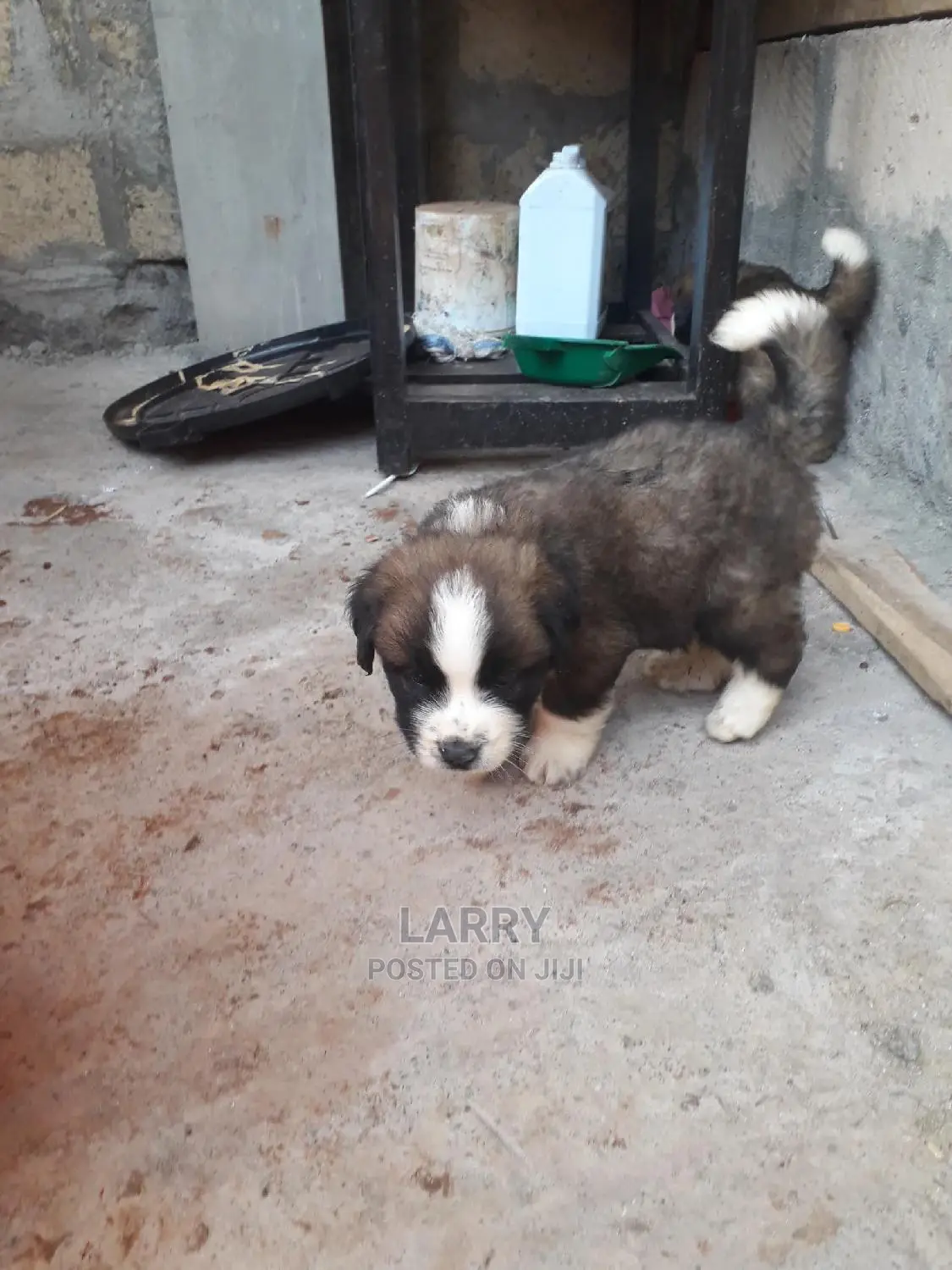 0-1 Month Female Purebred Saint Bernard