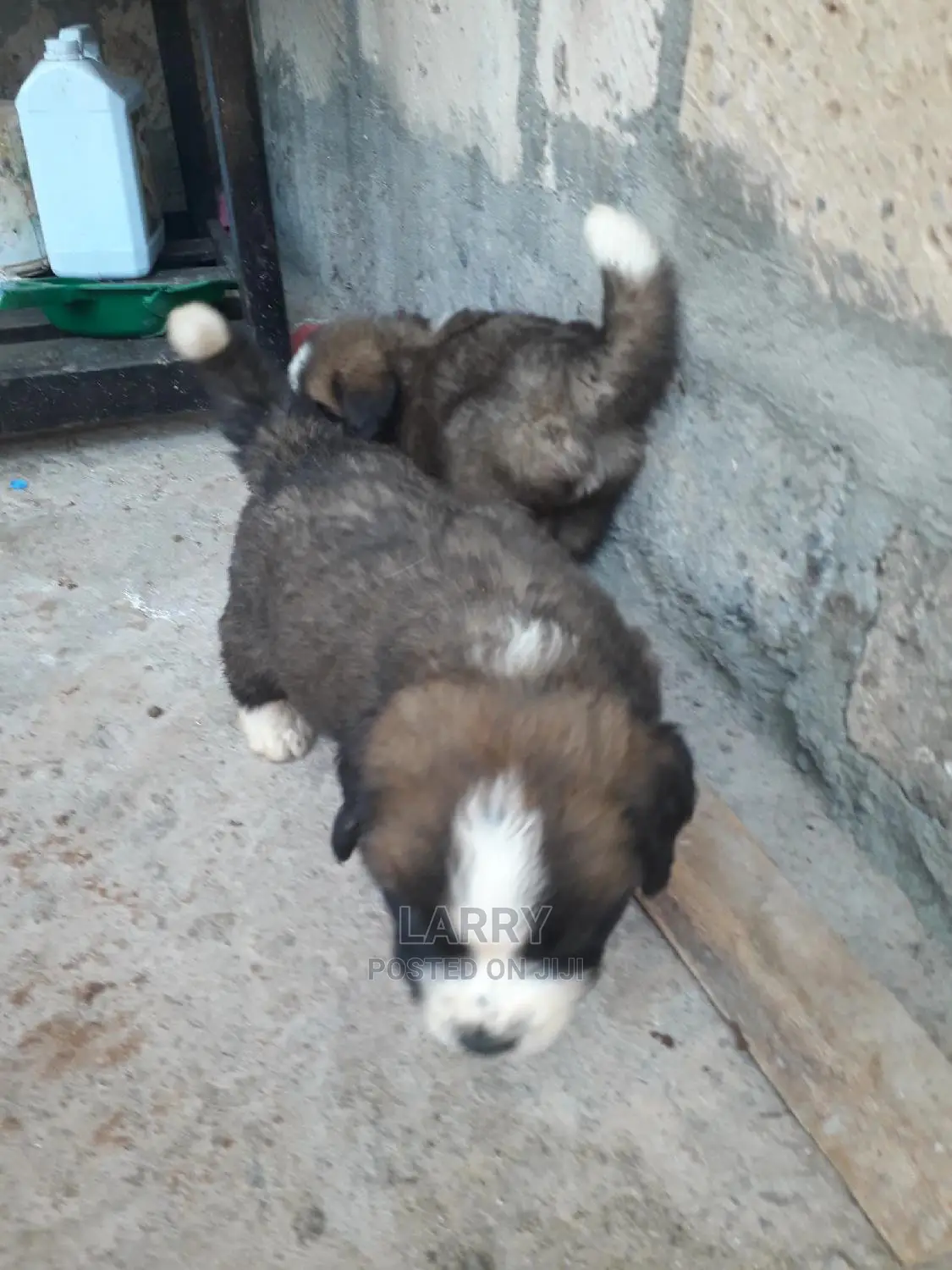 0-1 Month Female Purebred Saint Bernard