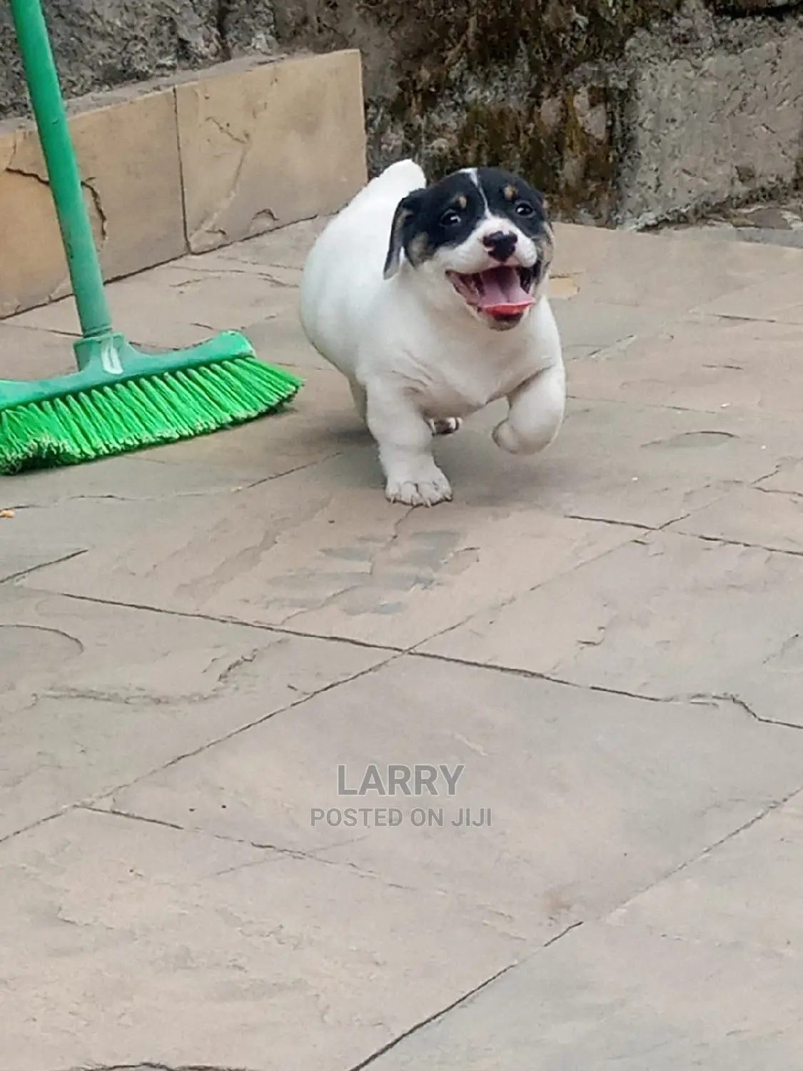 1-3 Month Female Purebred Jack Russell Terrier
